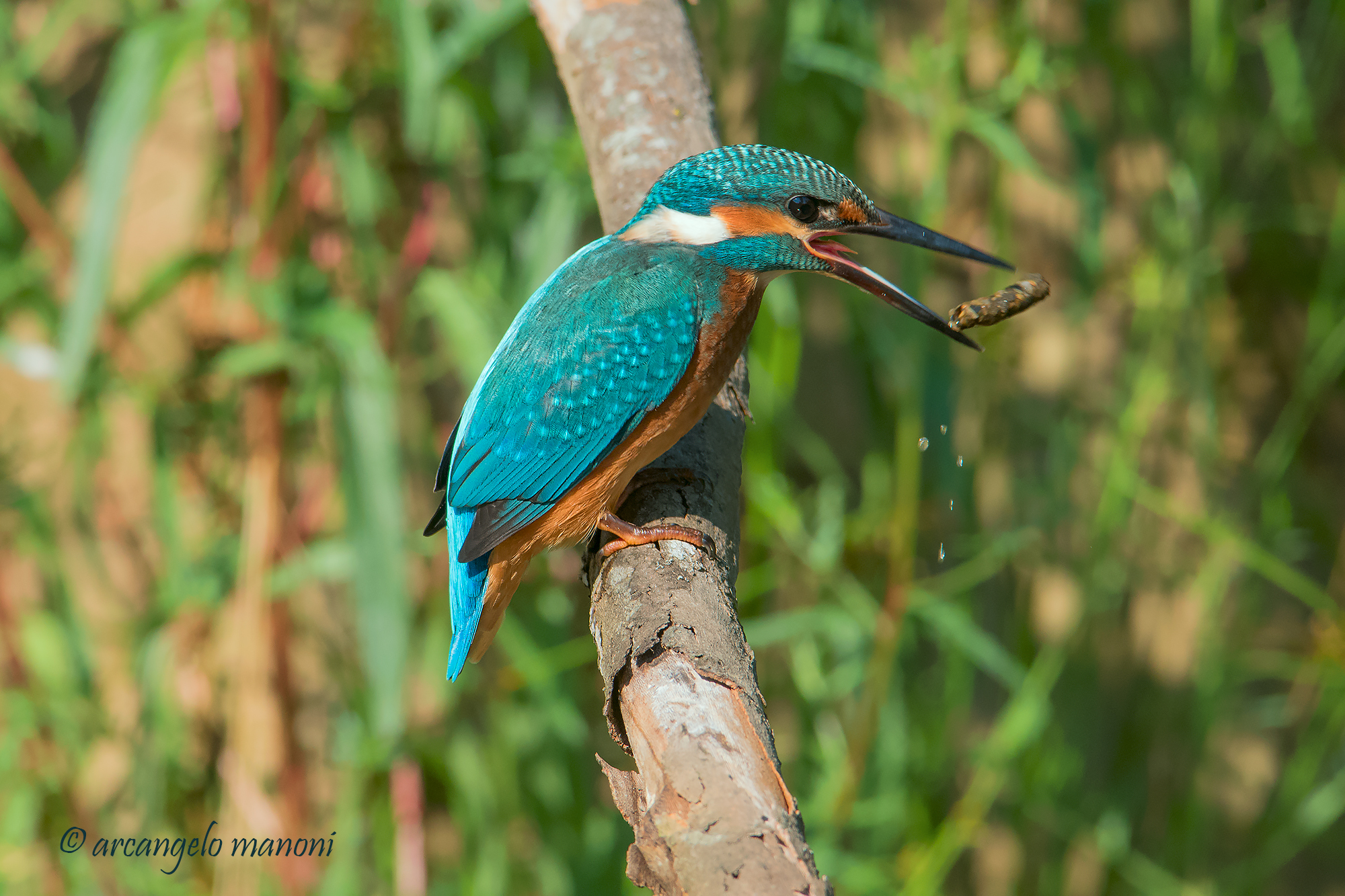 Mannaggia!! non era un pesce!!