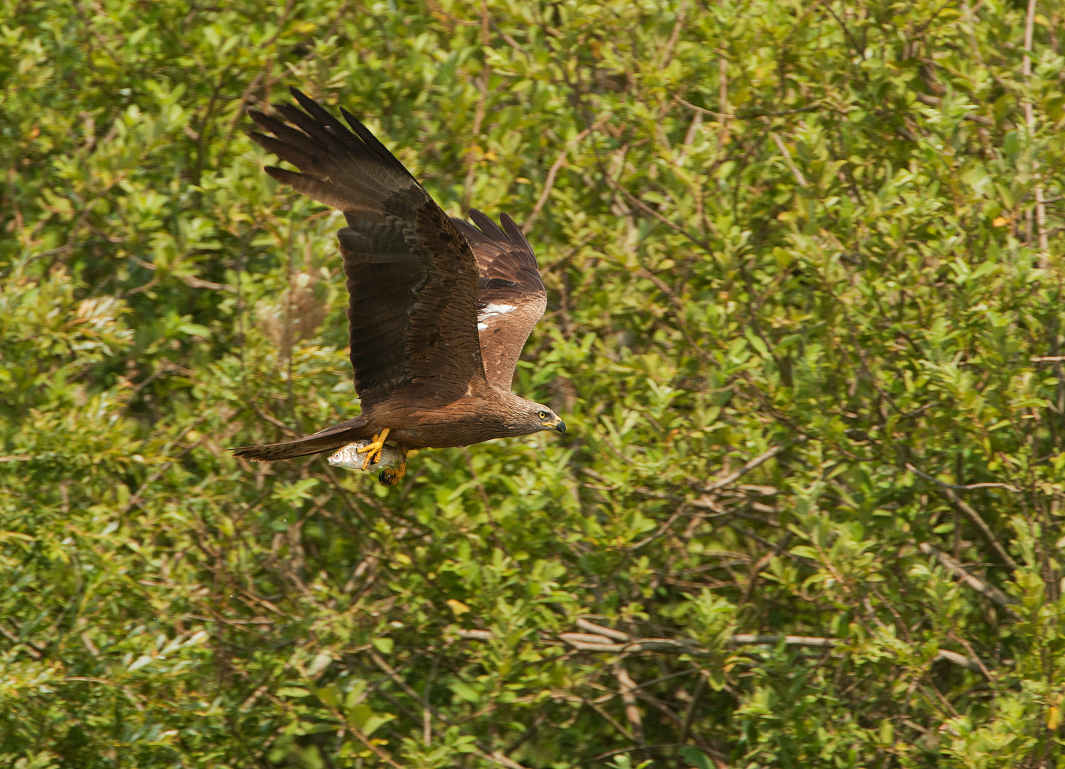black kite with an unusual prey ...
