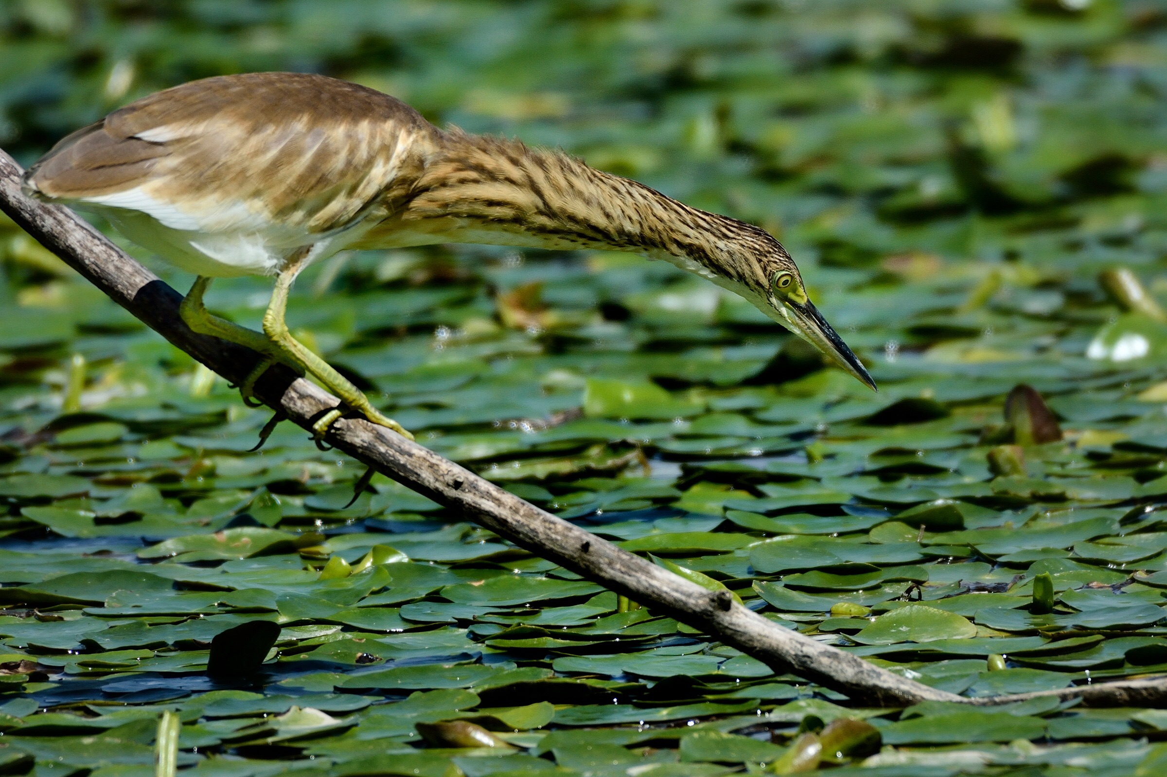 Giovane Sgarza dal ciuffo a caccia...