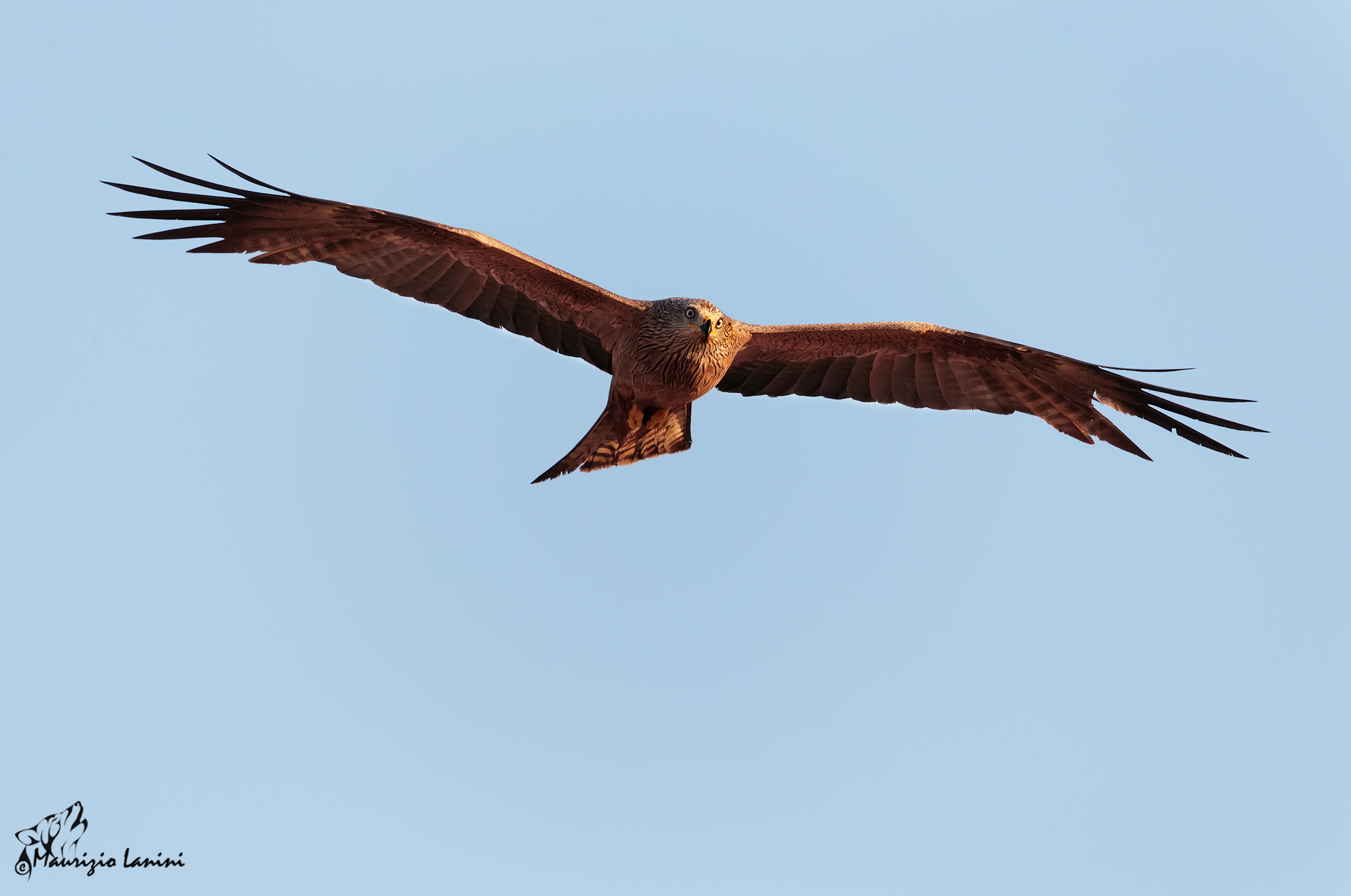 Black Kite