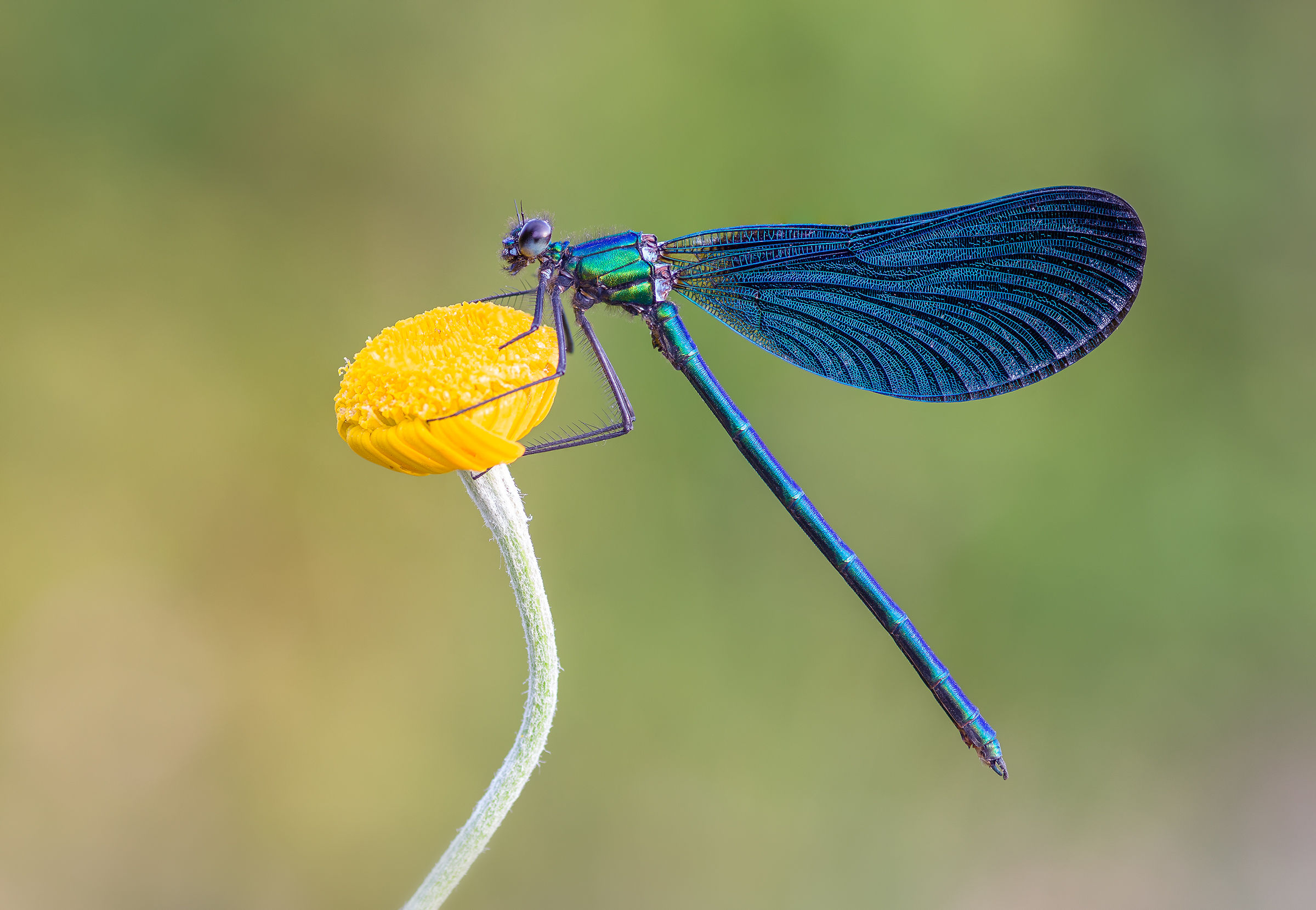 Calopteryx virgo