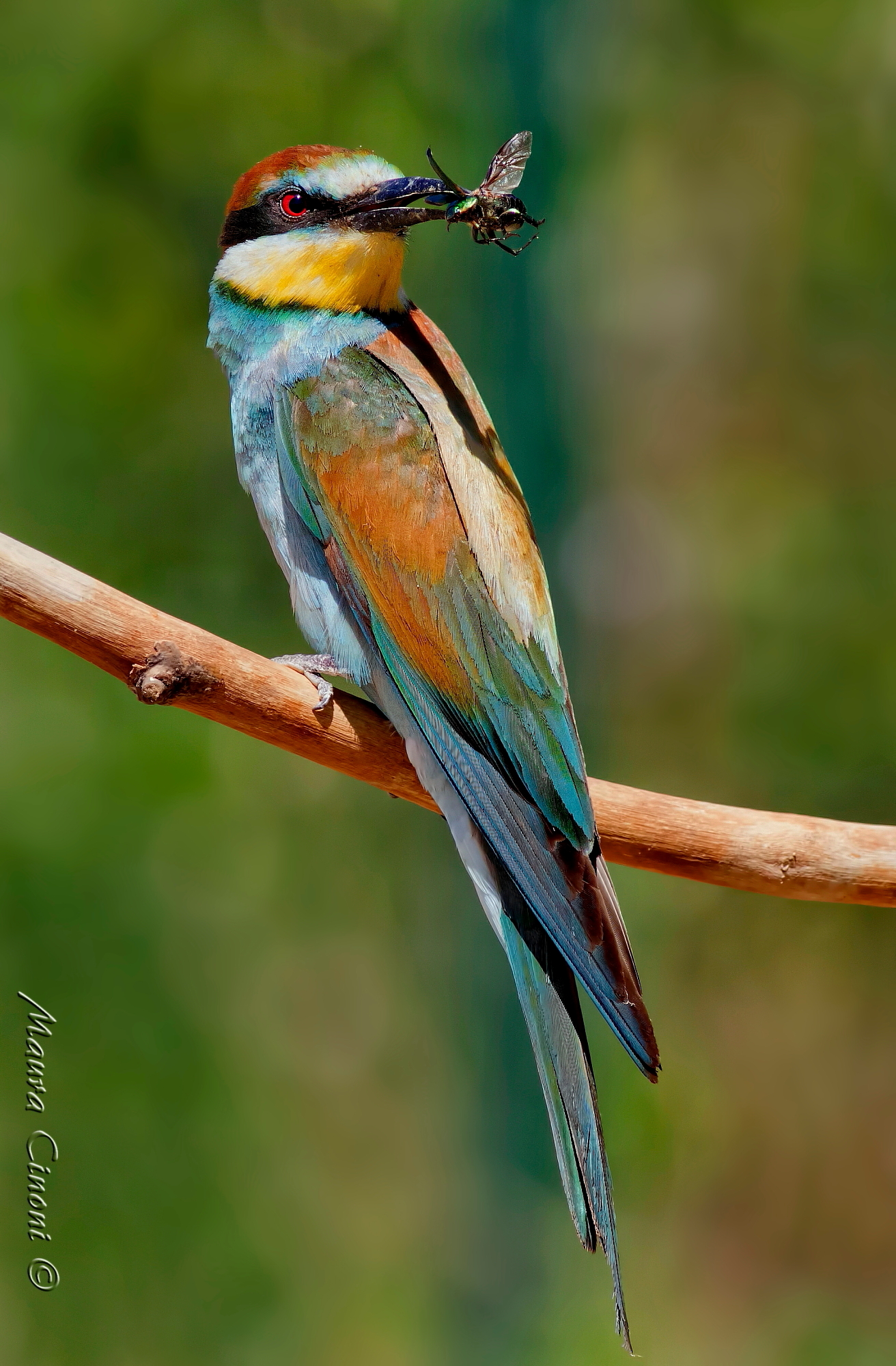 Bee Eater