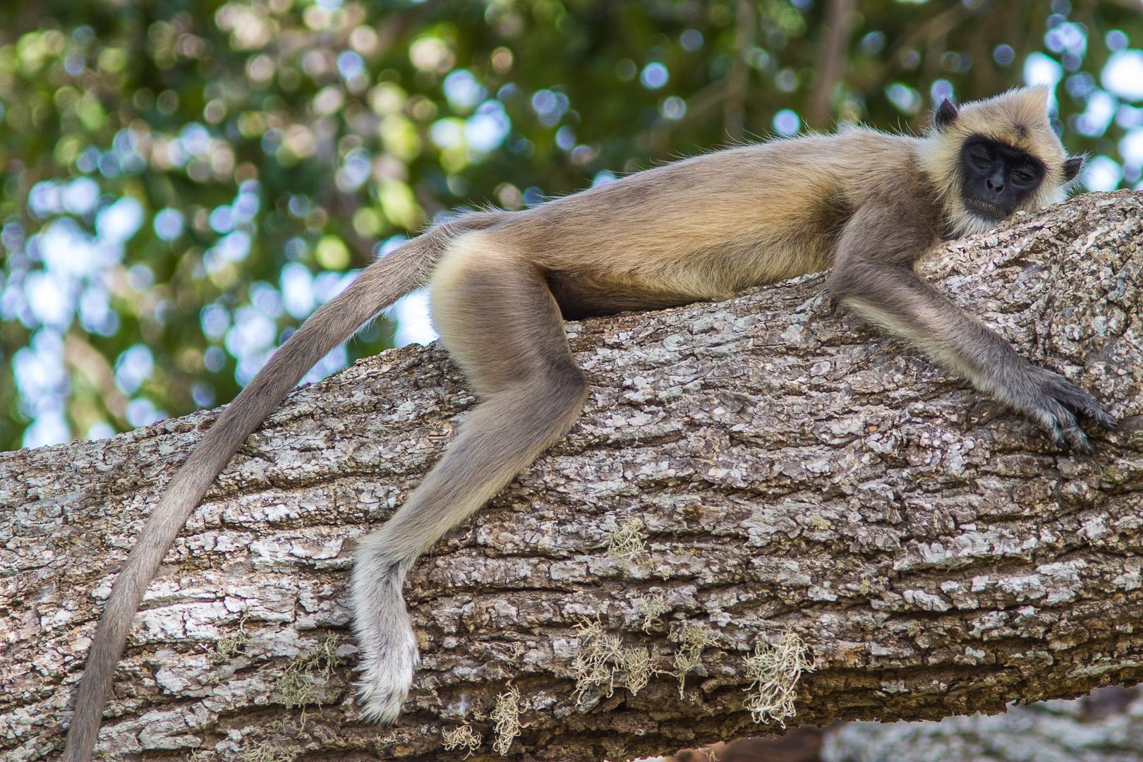 Grey Langur