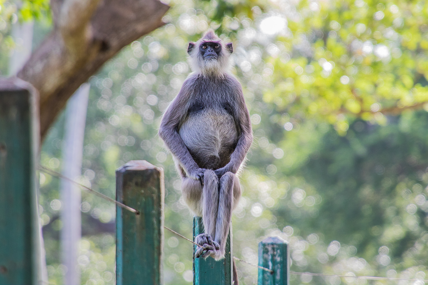 Grey Langur