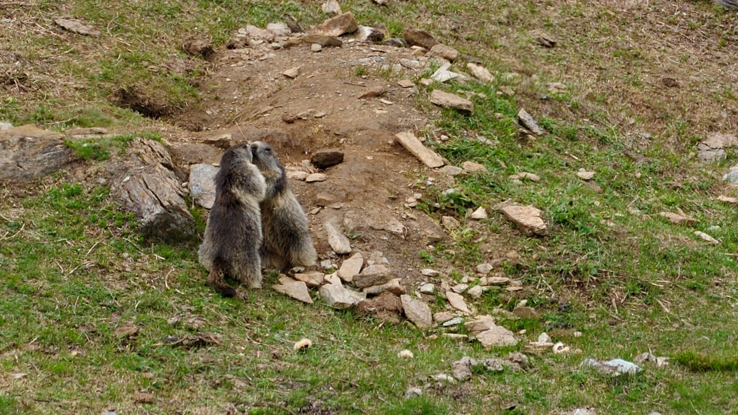 Marmotte giocherellone