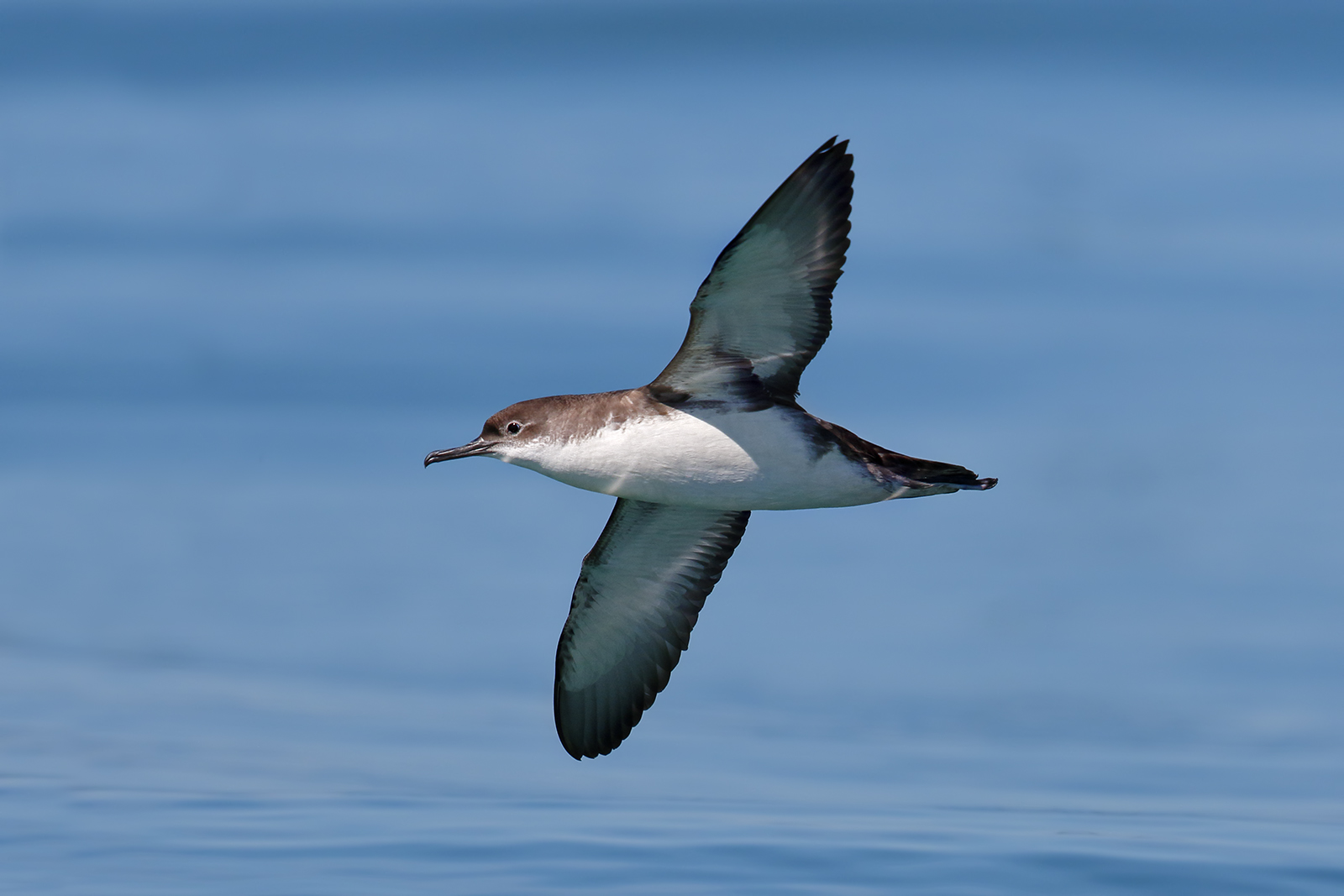 Manx shearwater