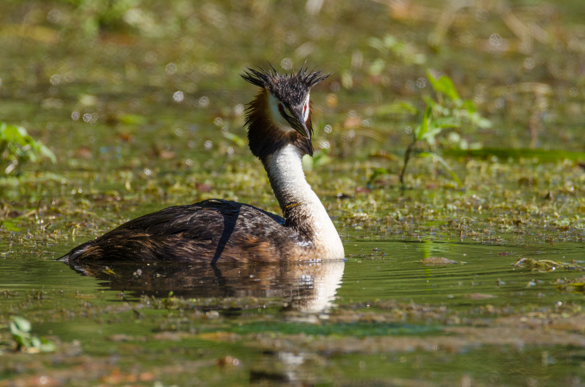 great crested grebe