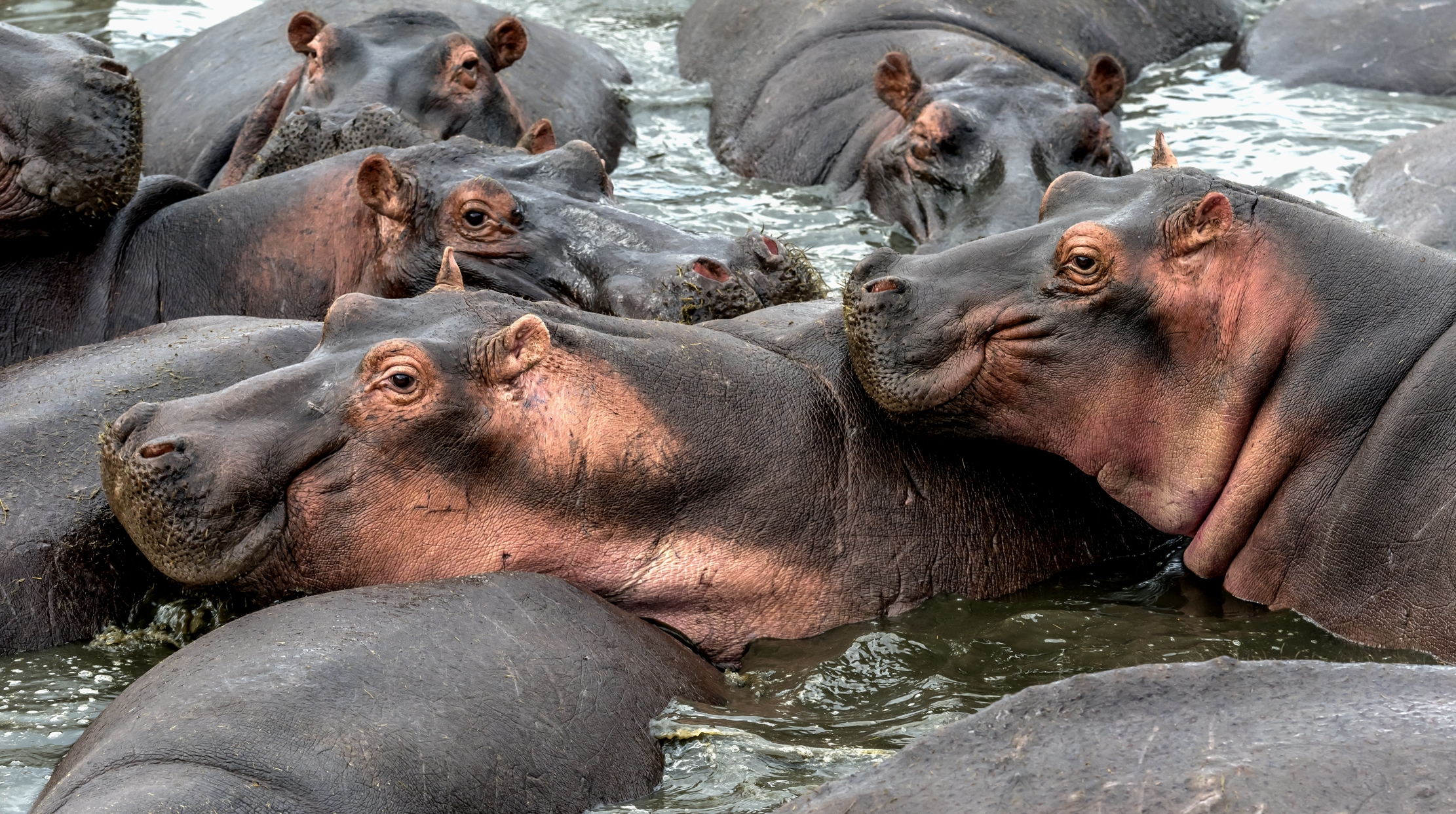 Tanzania 2016 - Hippo