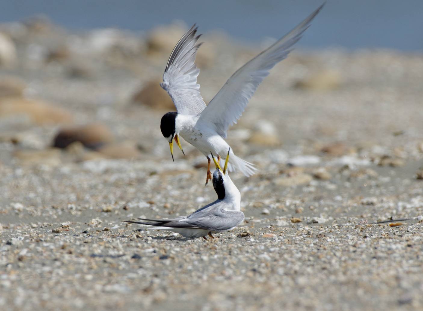 Little Tern