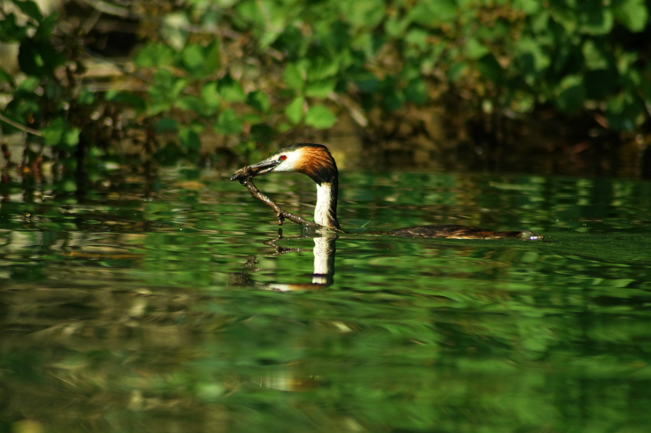 Grebe 1