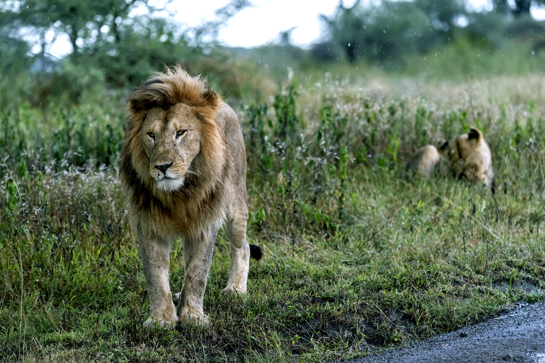 Tanzania 2016 - Sotto un pò di pioggia