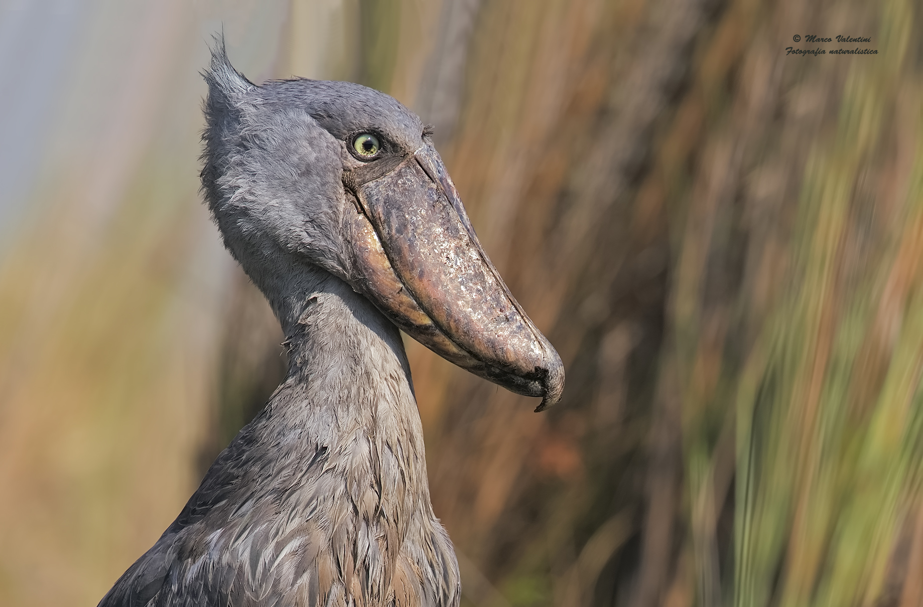 The legend of the beak to the shoe - 2 - Full size!