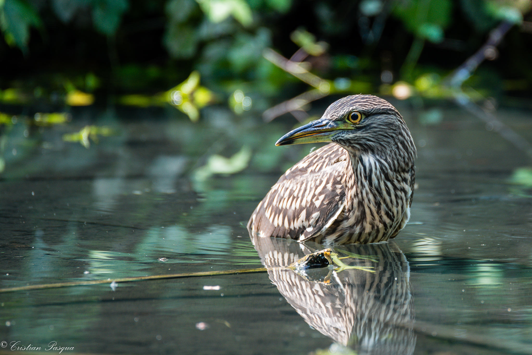 young Black Crowned Night Heron