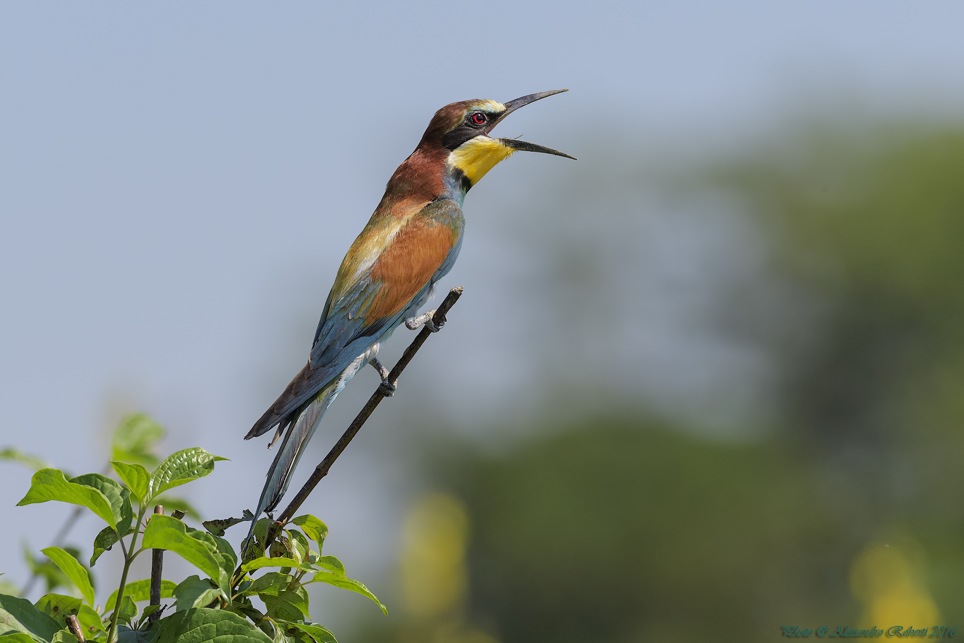 bee-eaters
