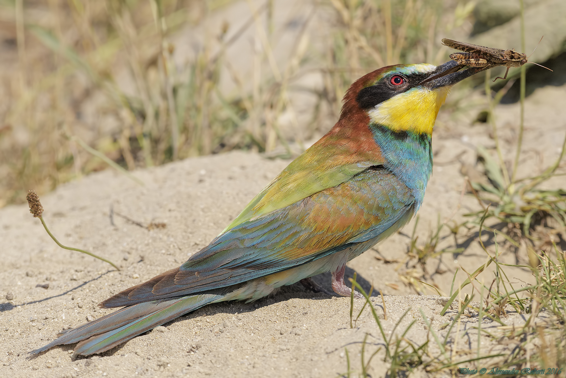 bee-eaters