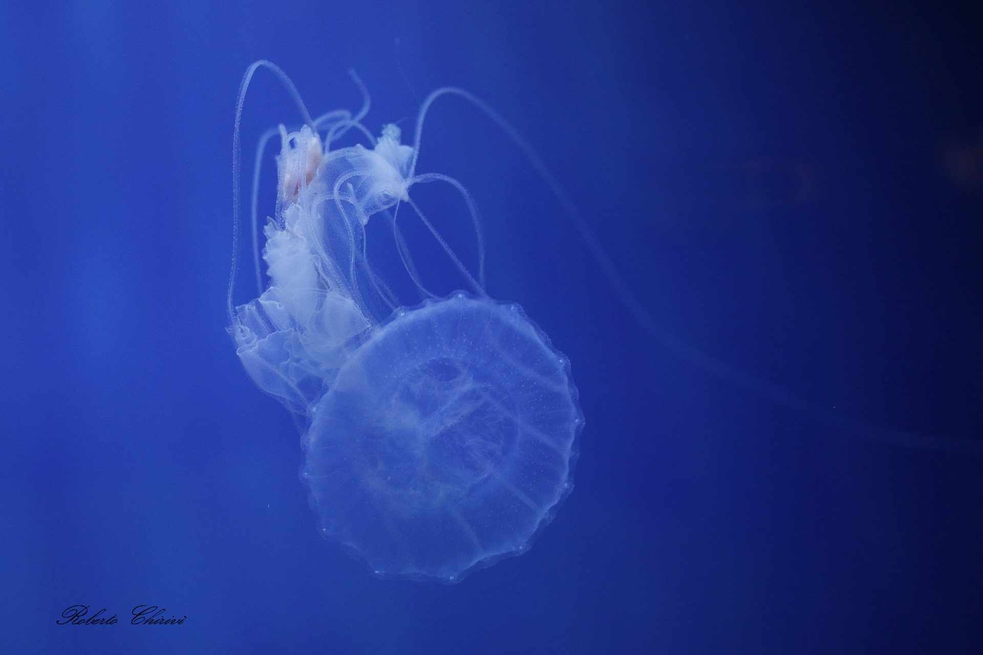 L'eleganza della medusa