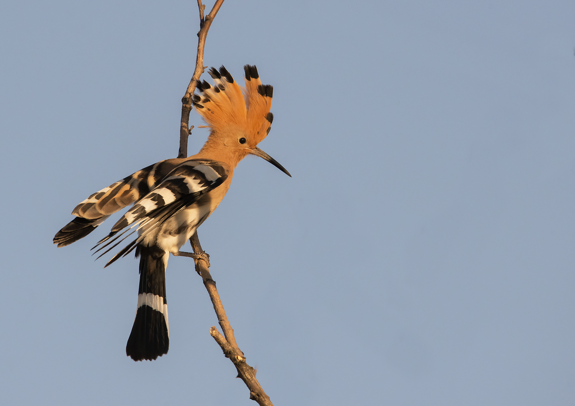 hoopoe at dawn.