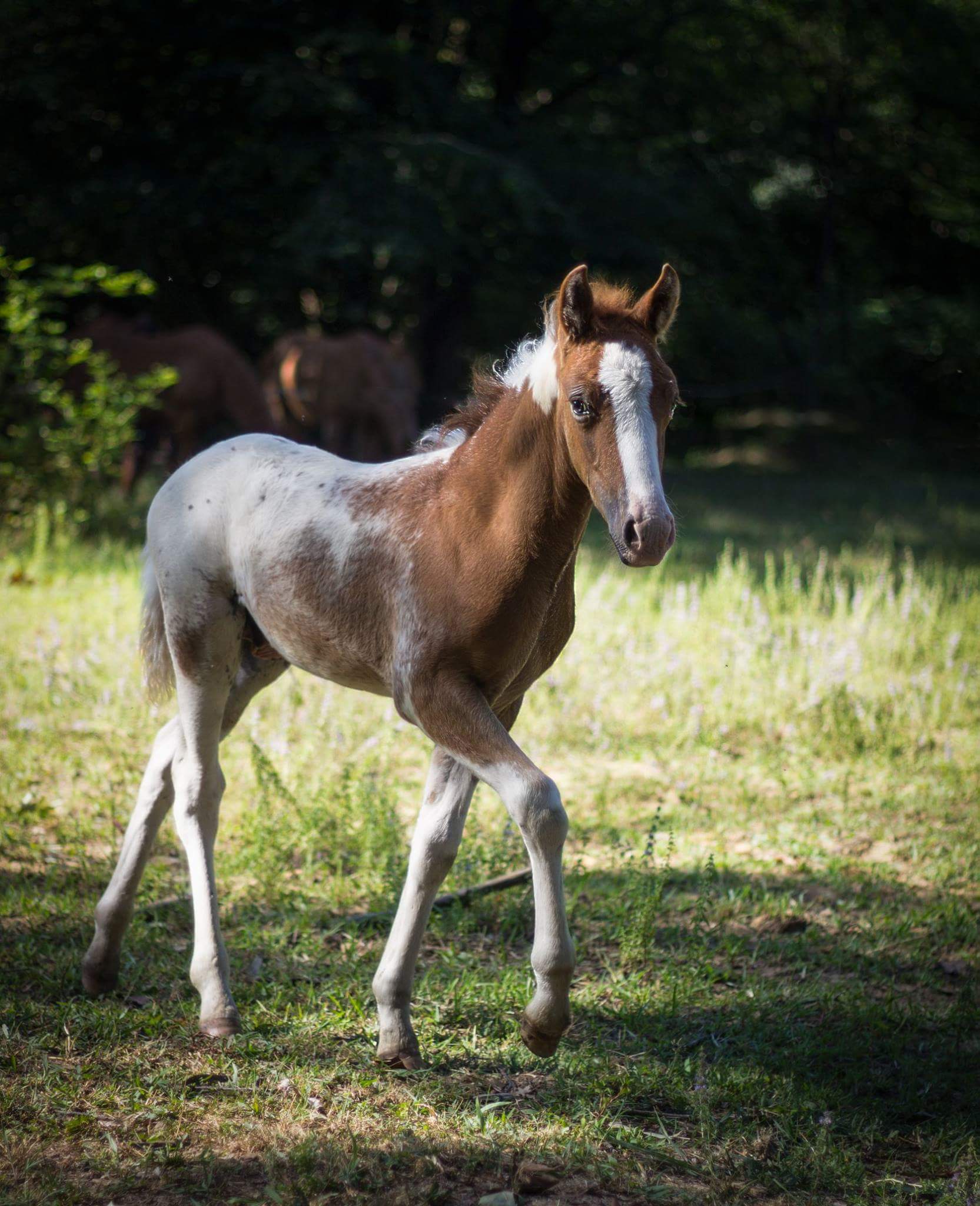 Foal