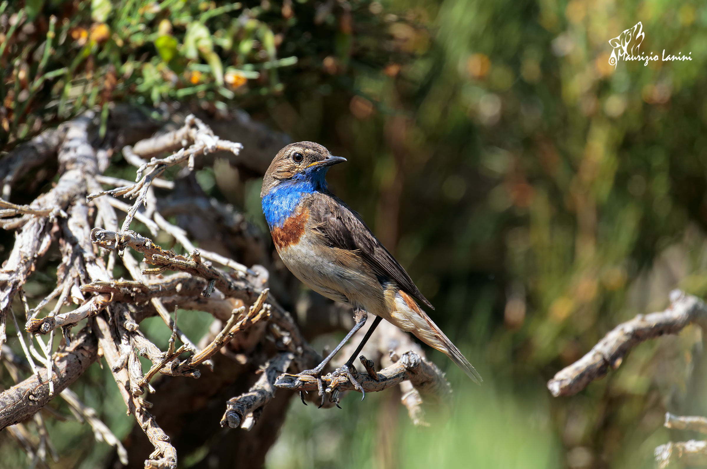 Bluethroat