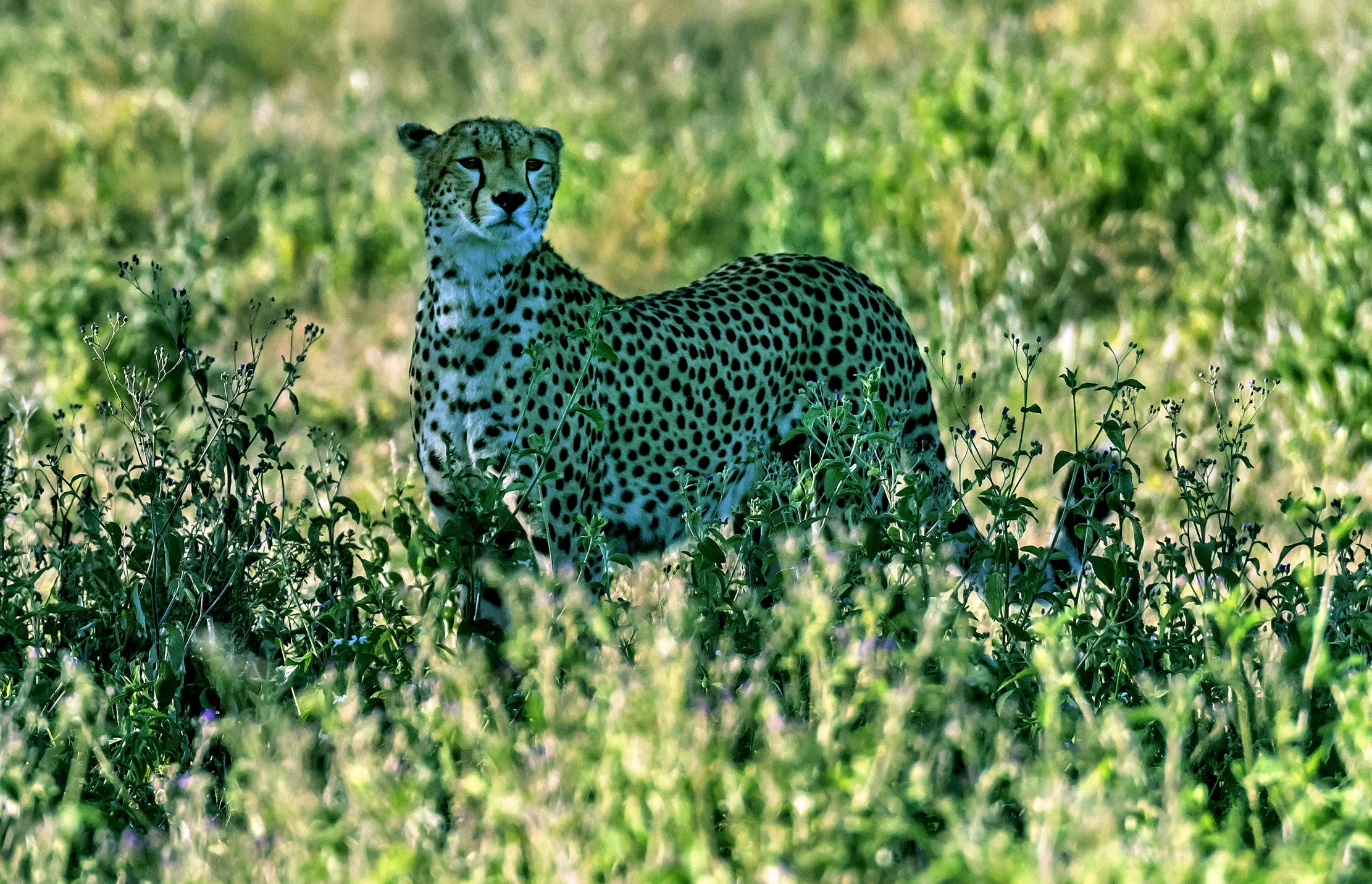 Tanzania 2016 - Cheetah