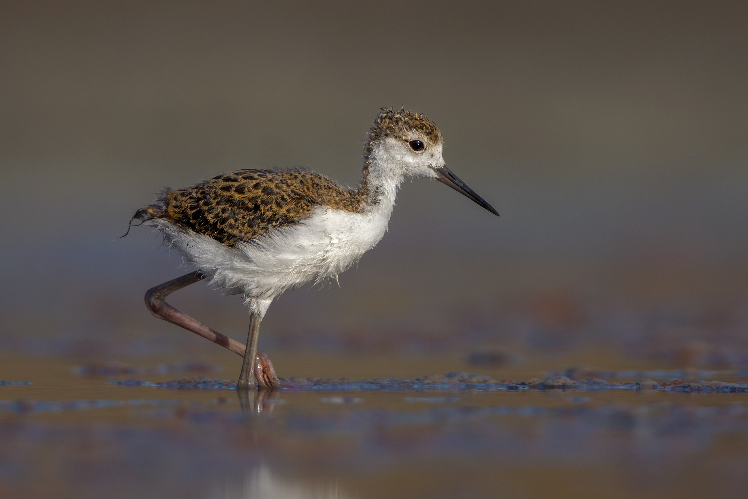 Giovane cavaliere d' Italia