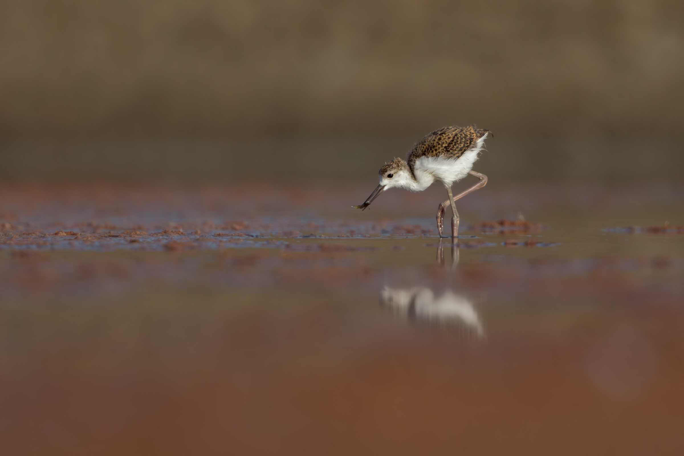 Giovane cavaliere d' Italia