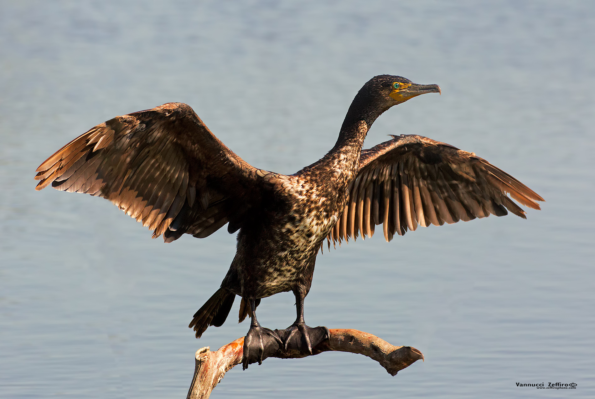 cormorant