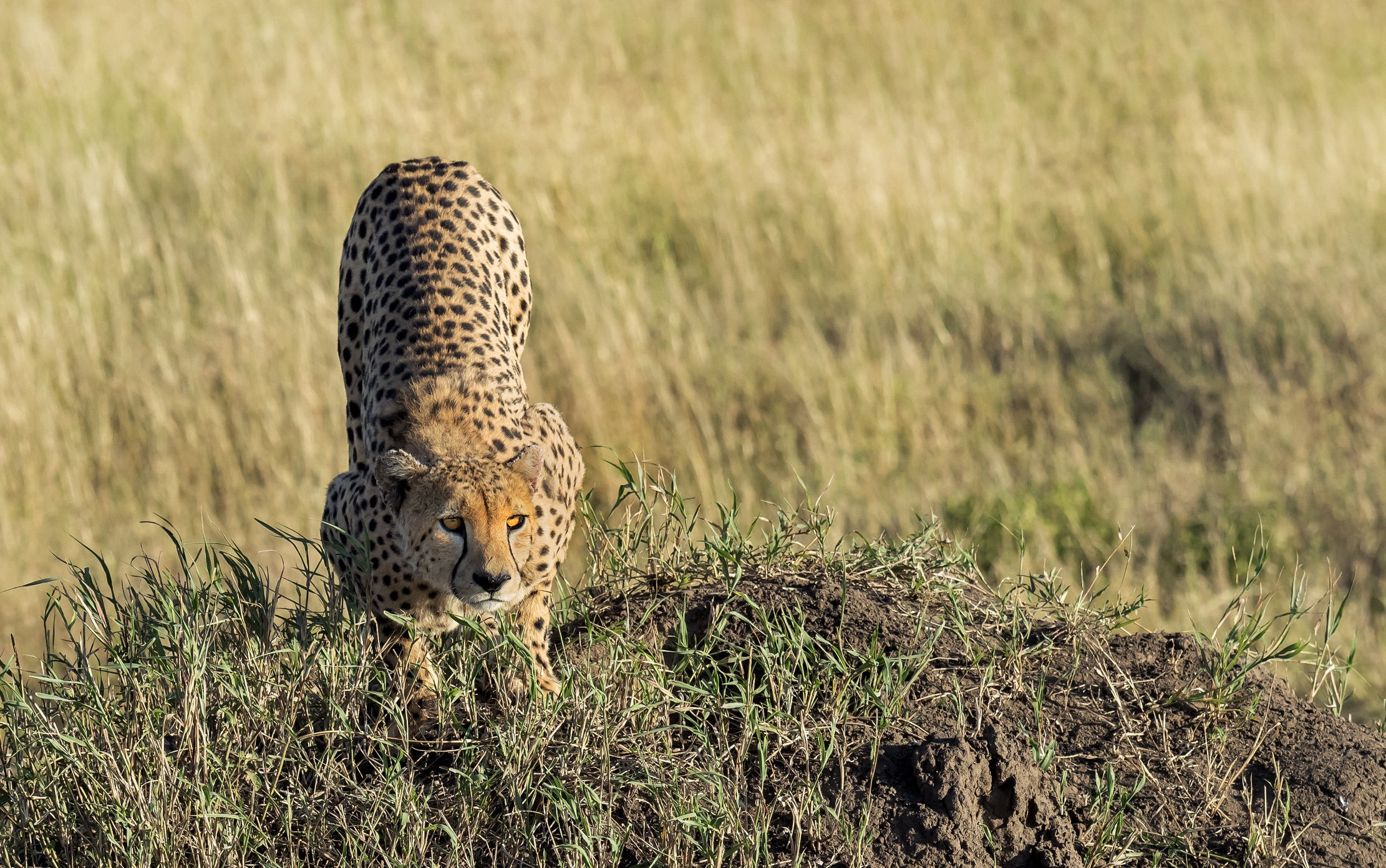 Tanzania 2016 - Cheetah