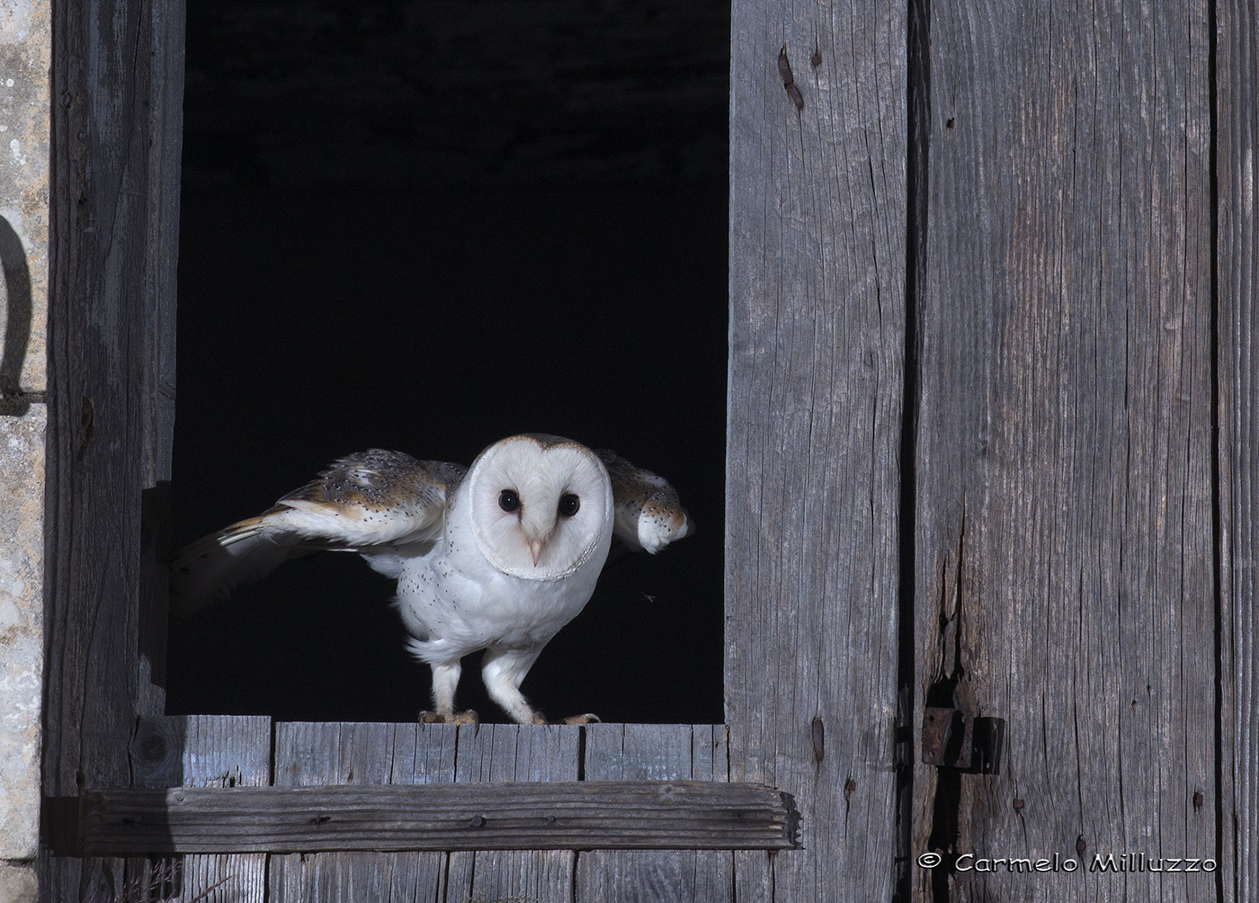 Leading the flight _ _ Tyto alba