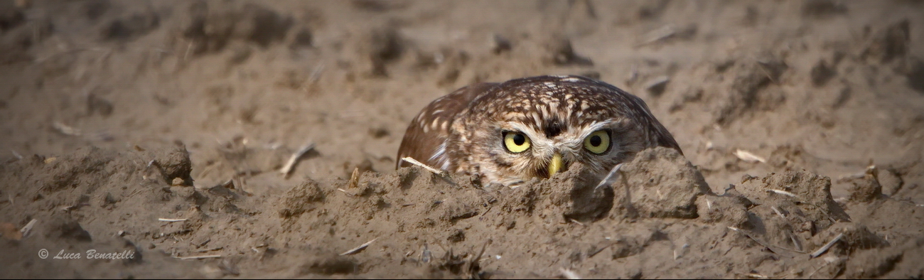 Owl who believes a cat