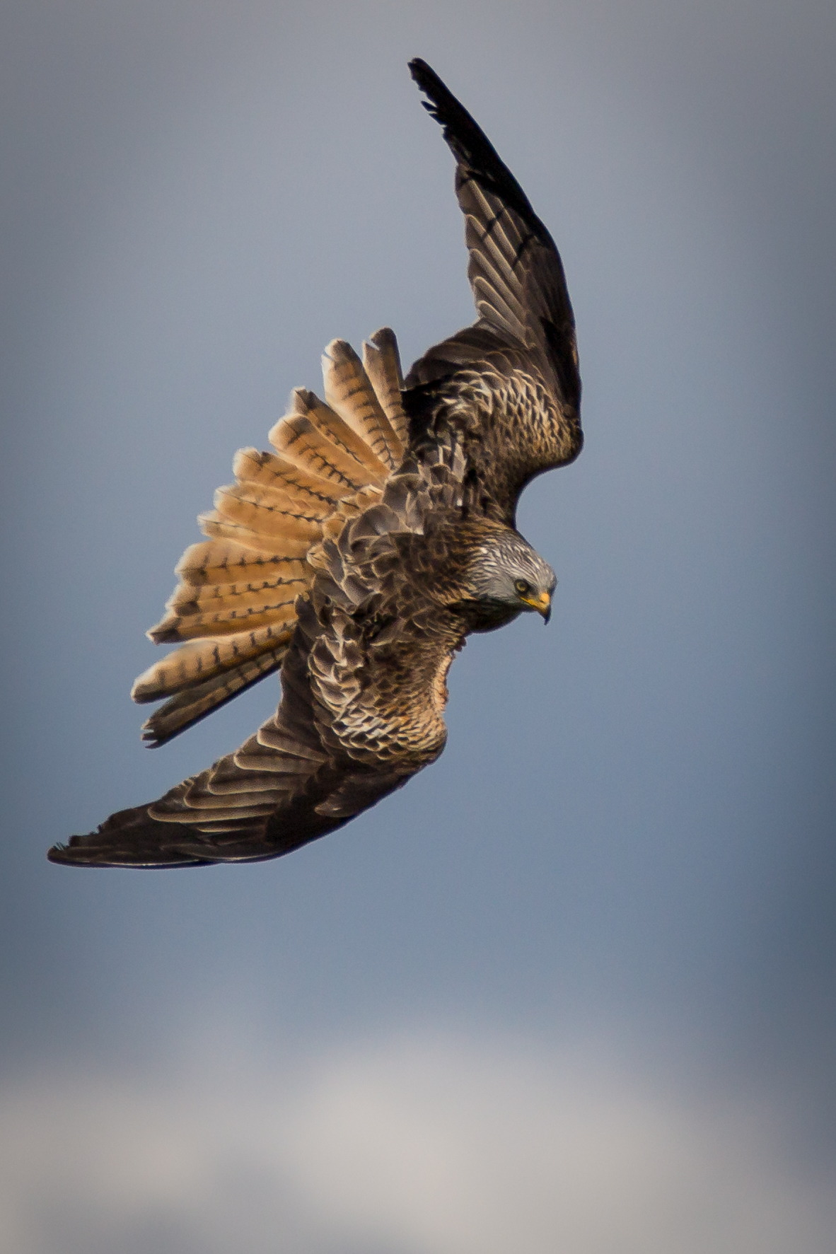 Red Kite