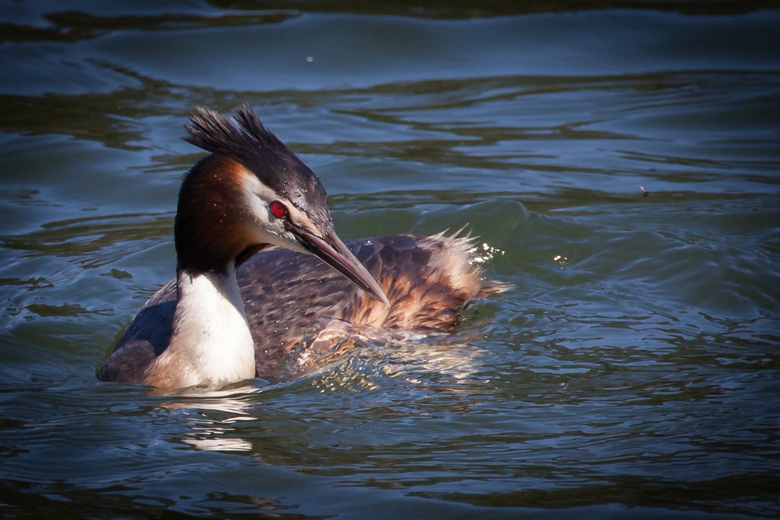 Grebes