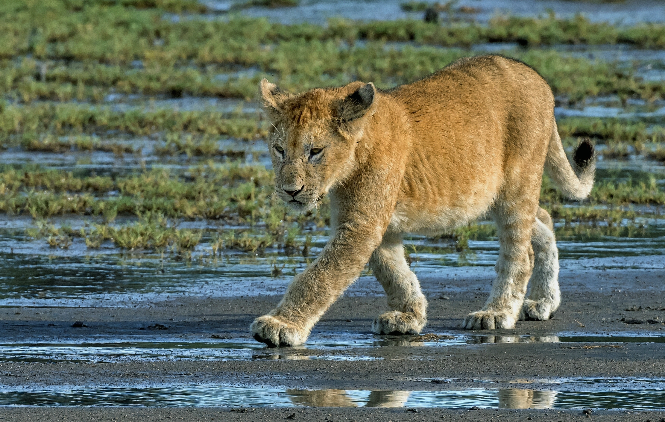 Tanzania 2016 - Cucciolo