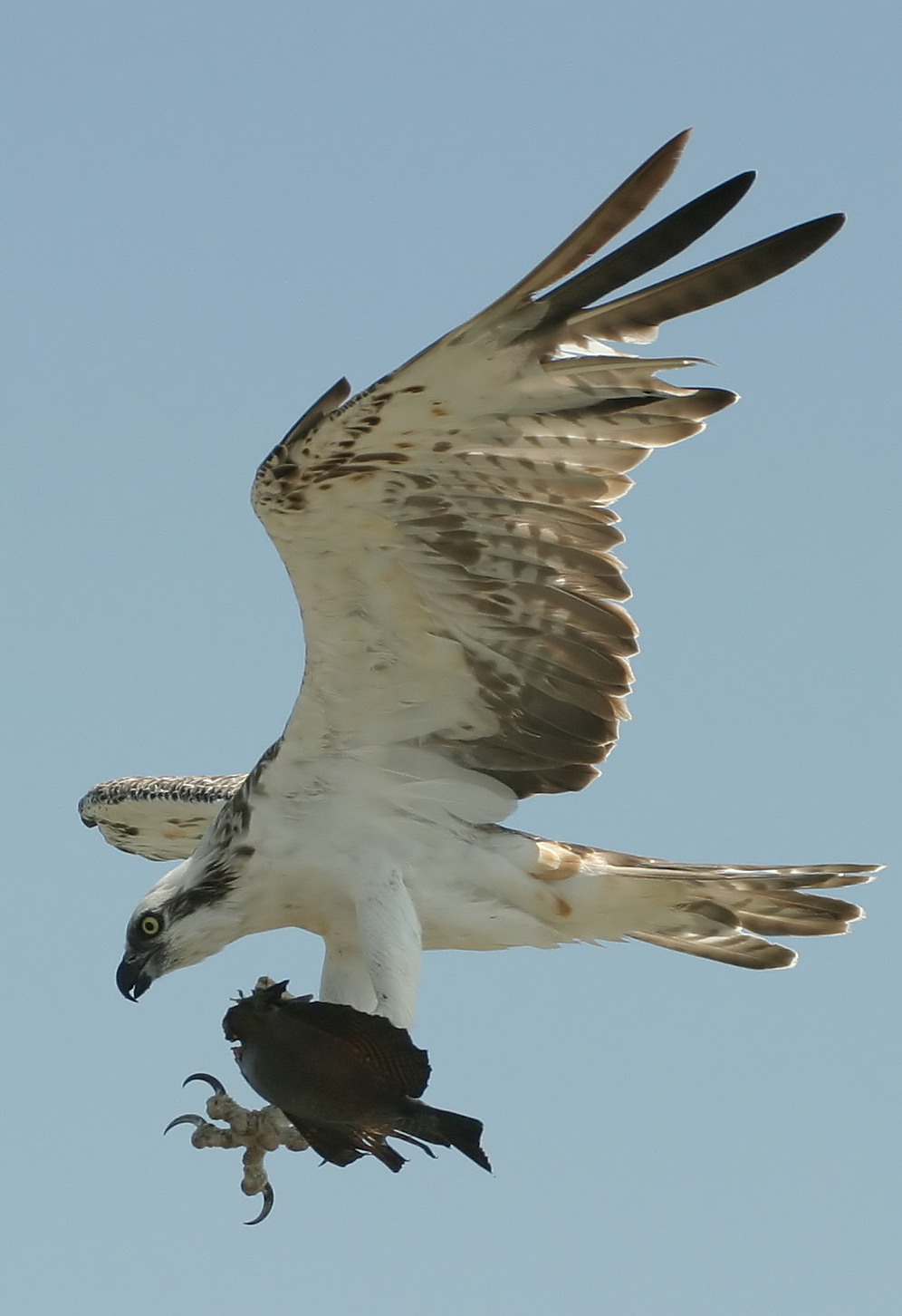 Osprey