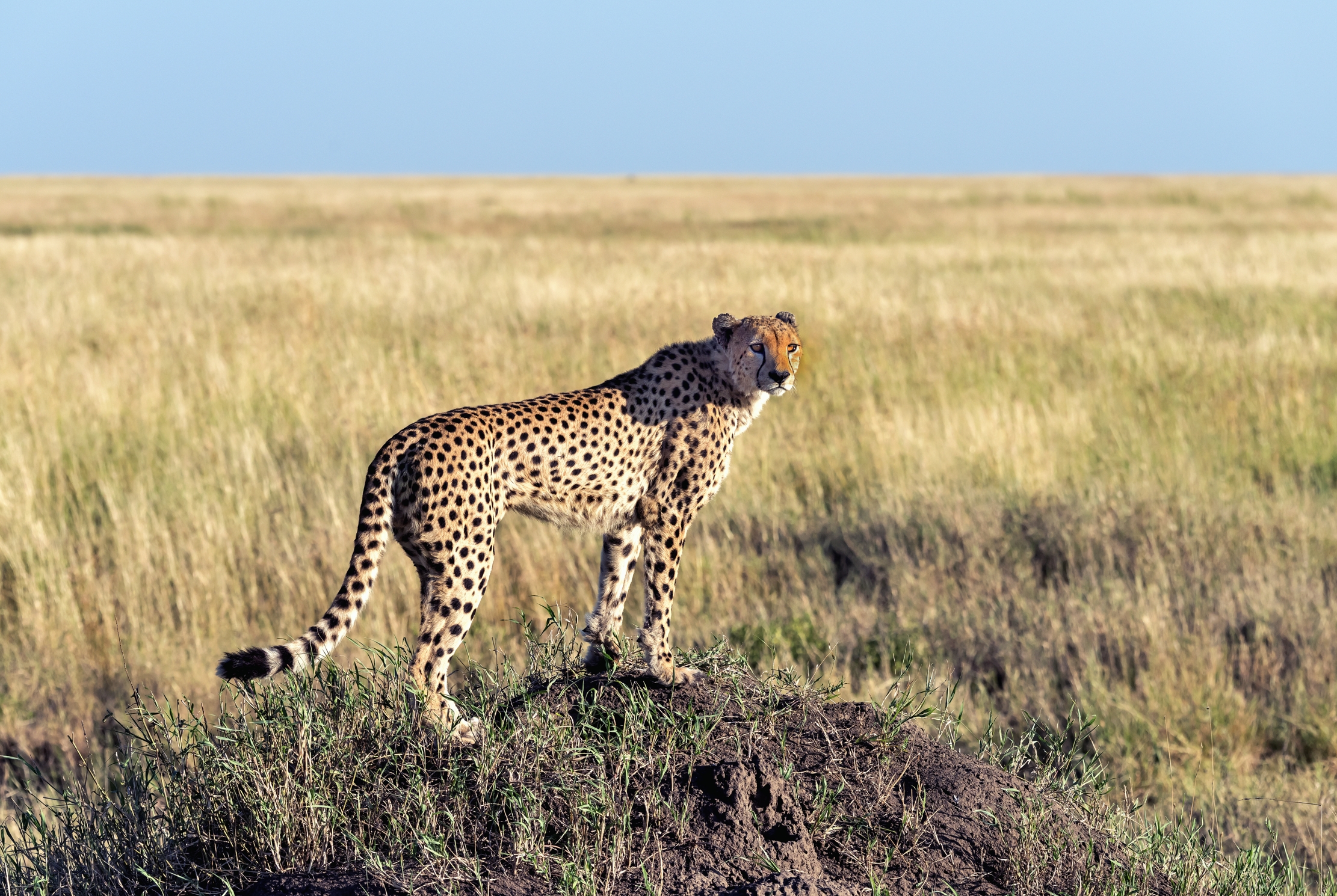 Tanzania 2016 - Serengeti