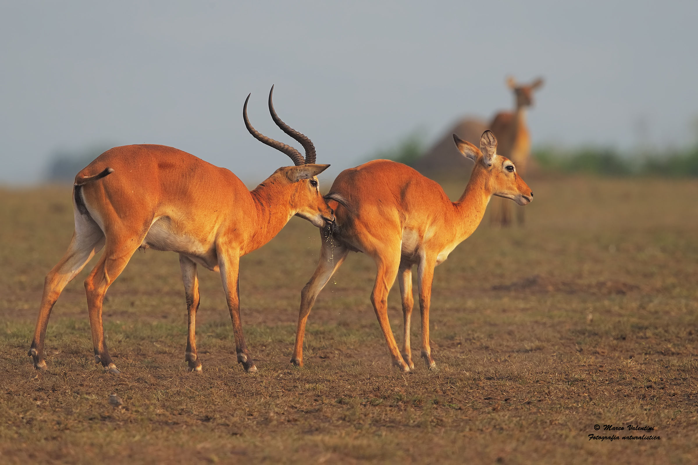 Kob - Corteggiamento