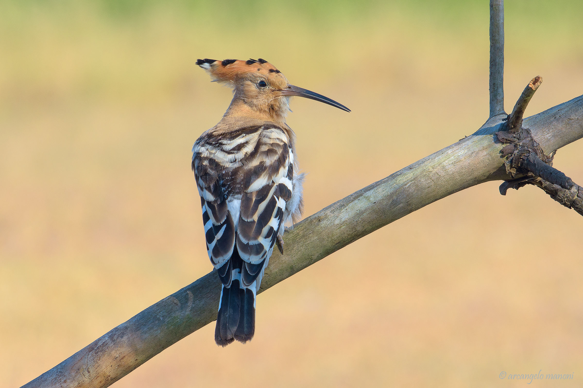 hoopoe epops