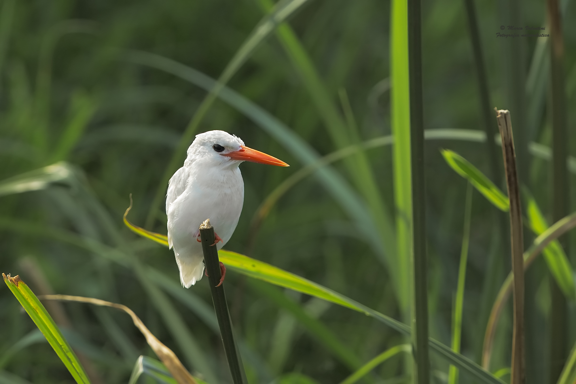 Kingfisher albino