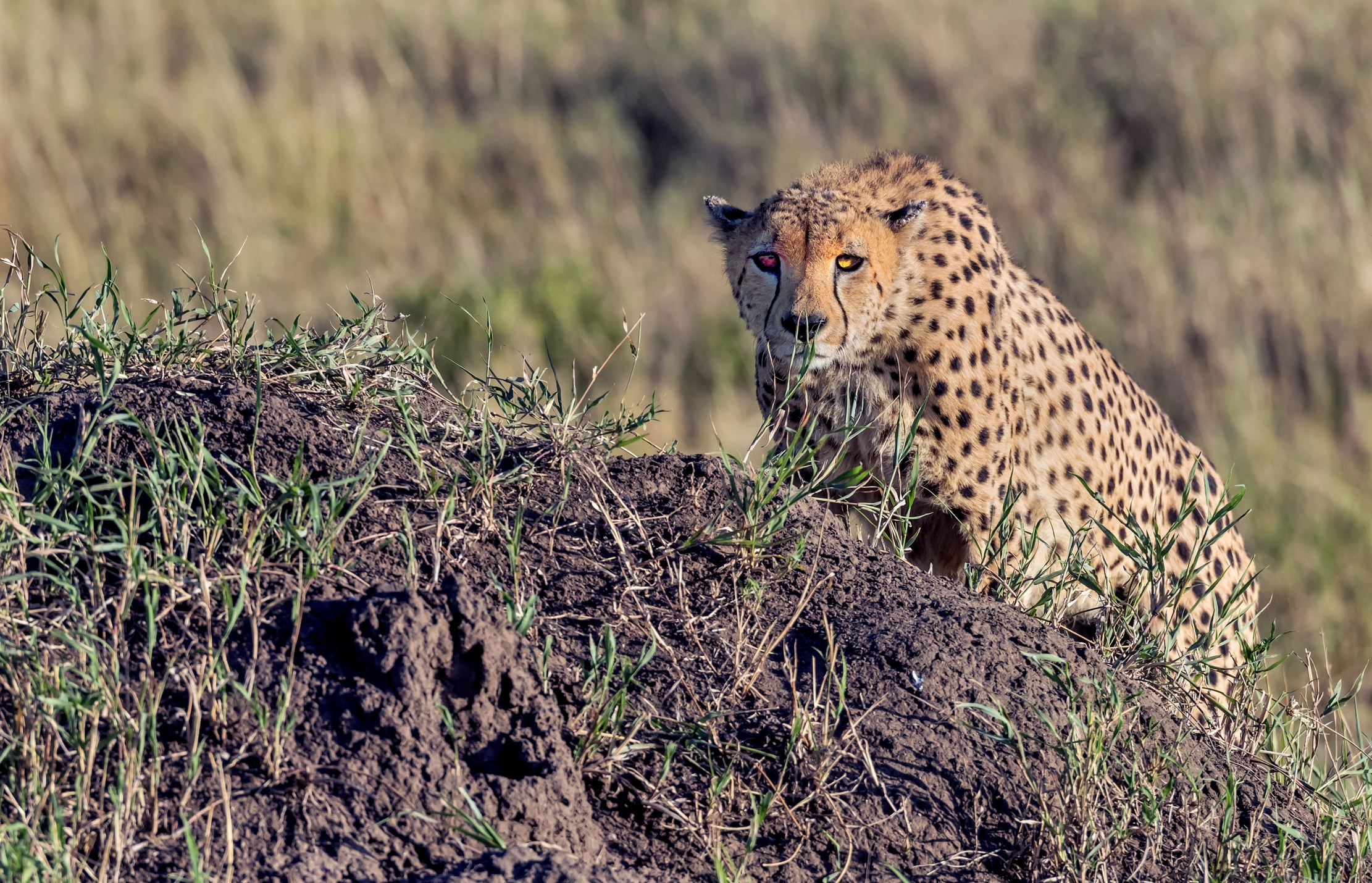 Tanzania 2016 - Serengeti