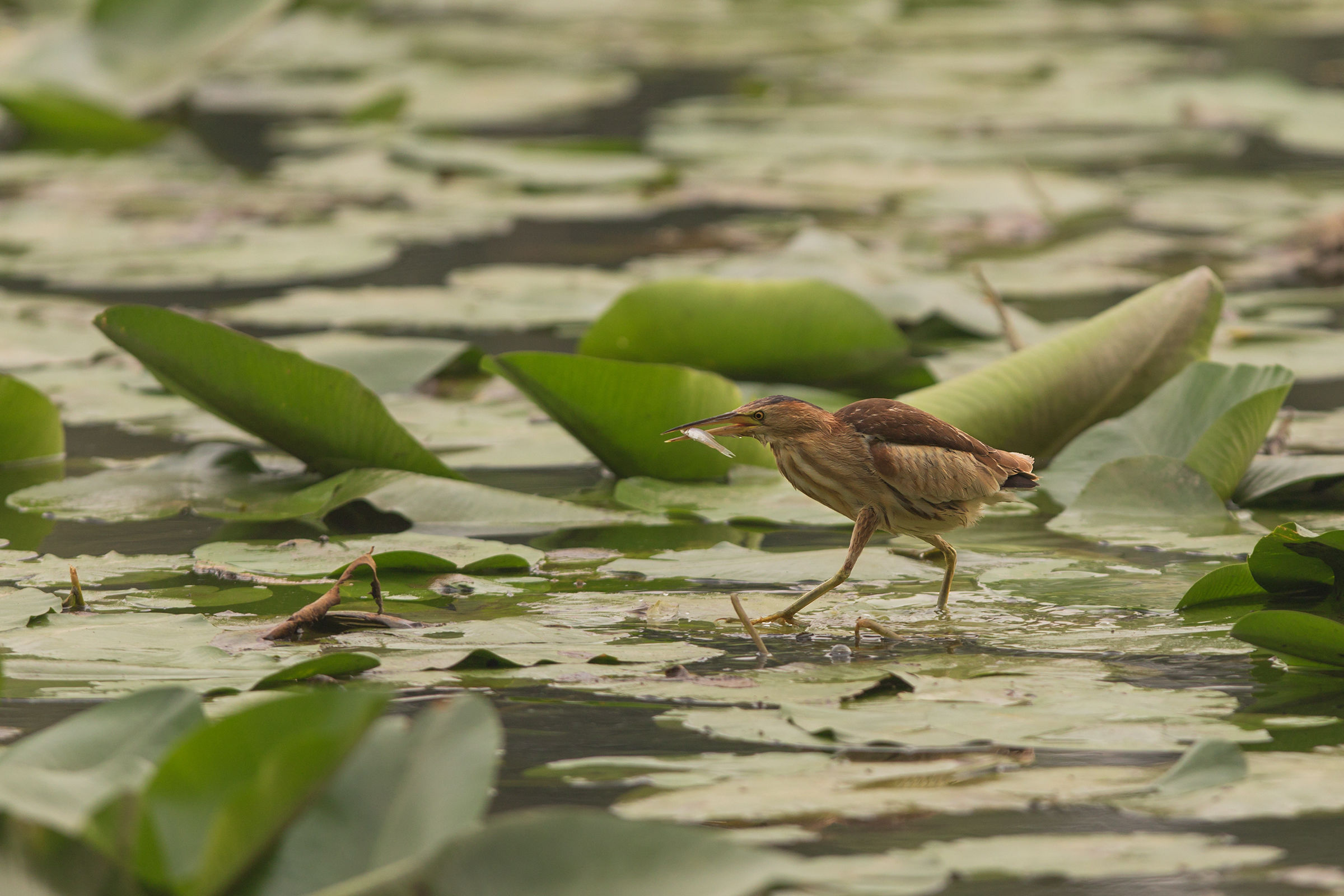 Snack of Bittern