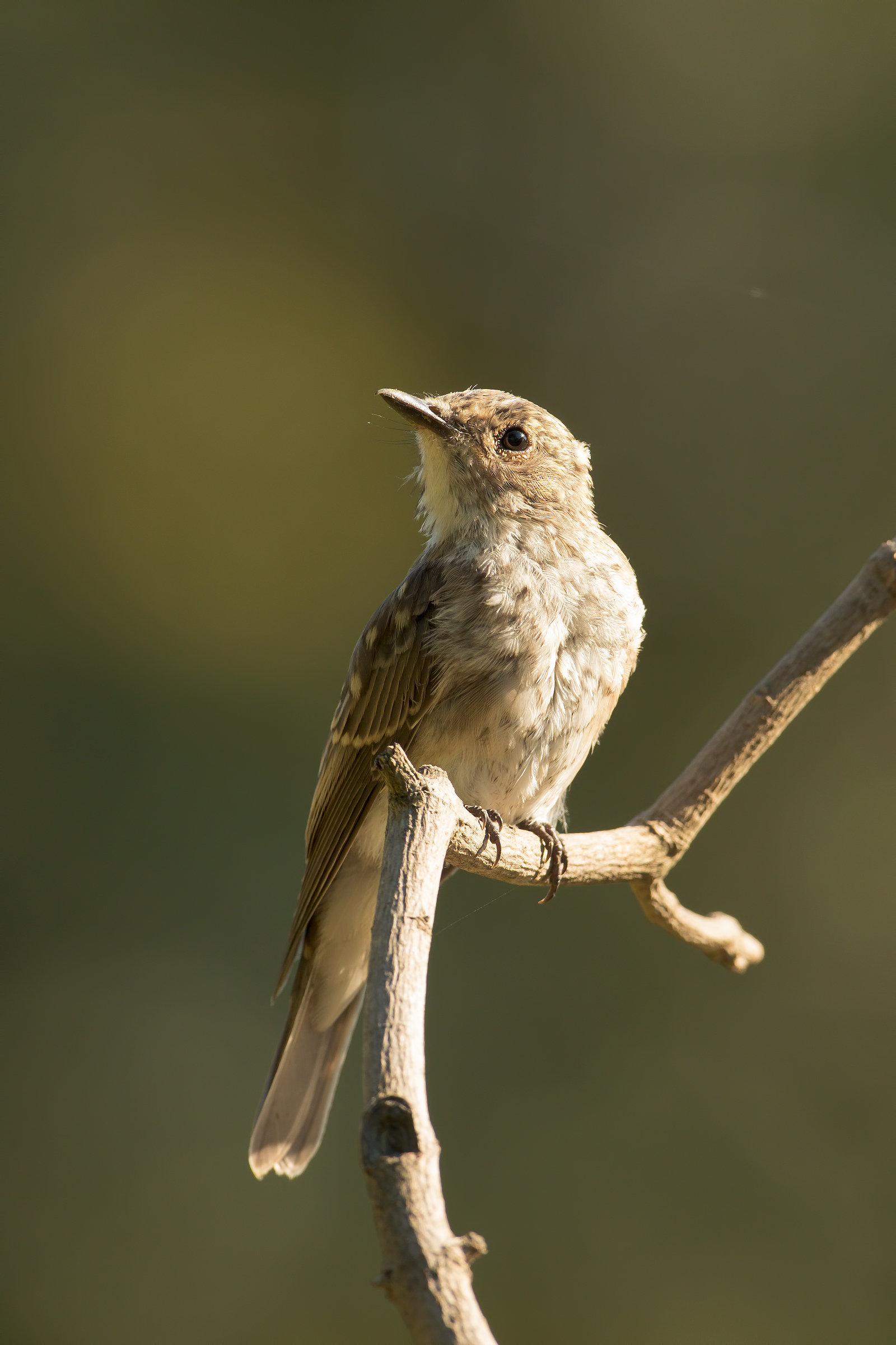 flycatcher-juv