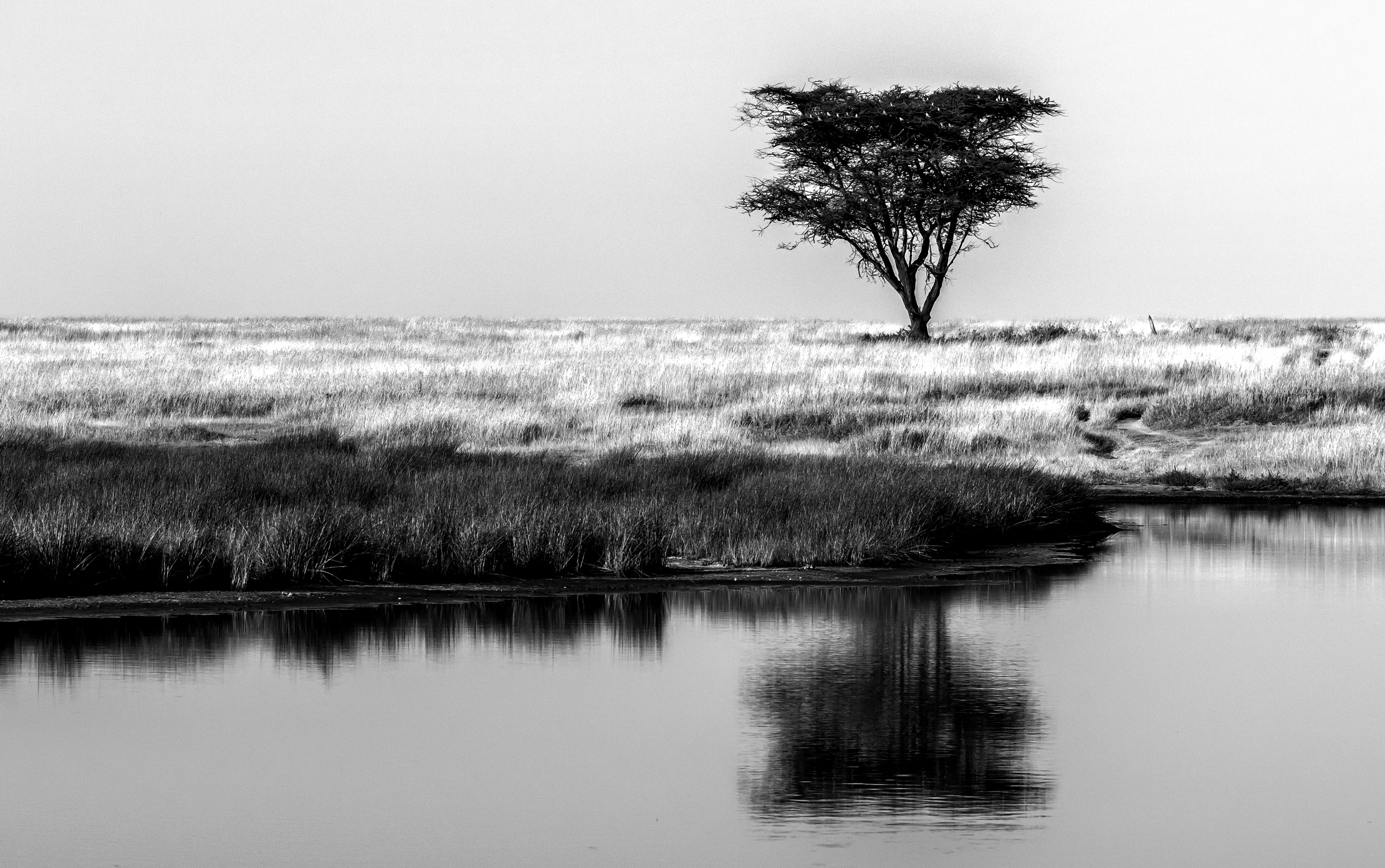 Tanzania 2016 - Serengeti B&W