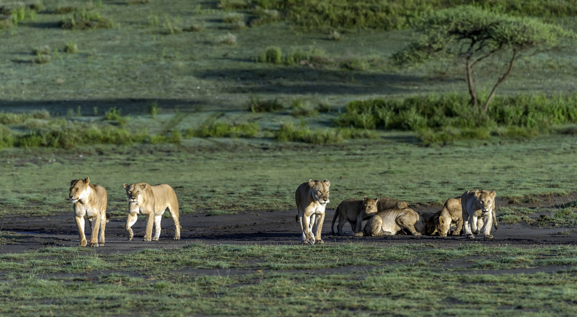 Tanzania 2016 - Ndutu area