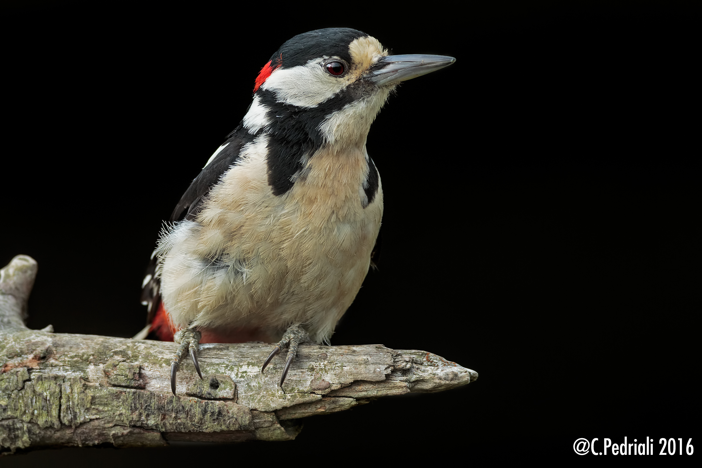 Picchio Rosso Maggiore su posatoio...