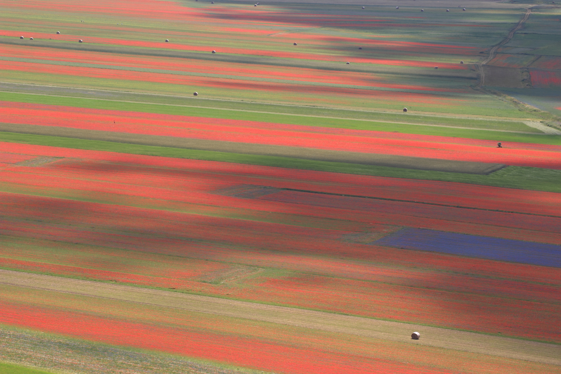 Color of hay bales ..