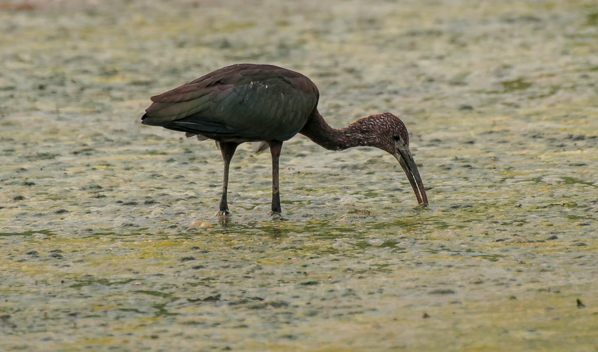 glossy ibis