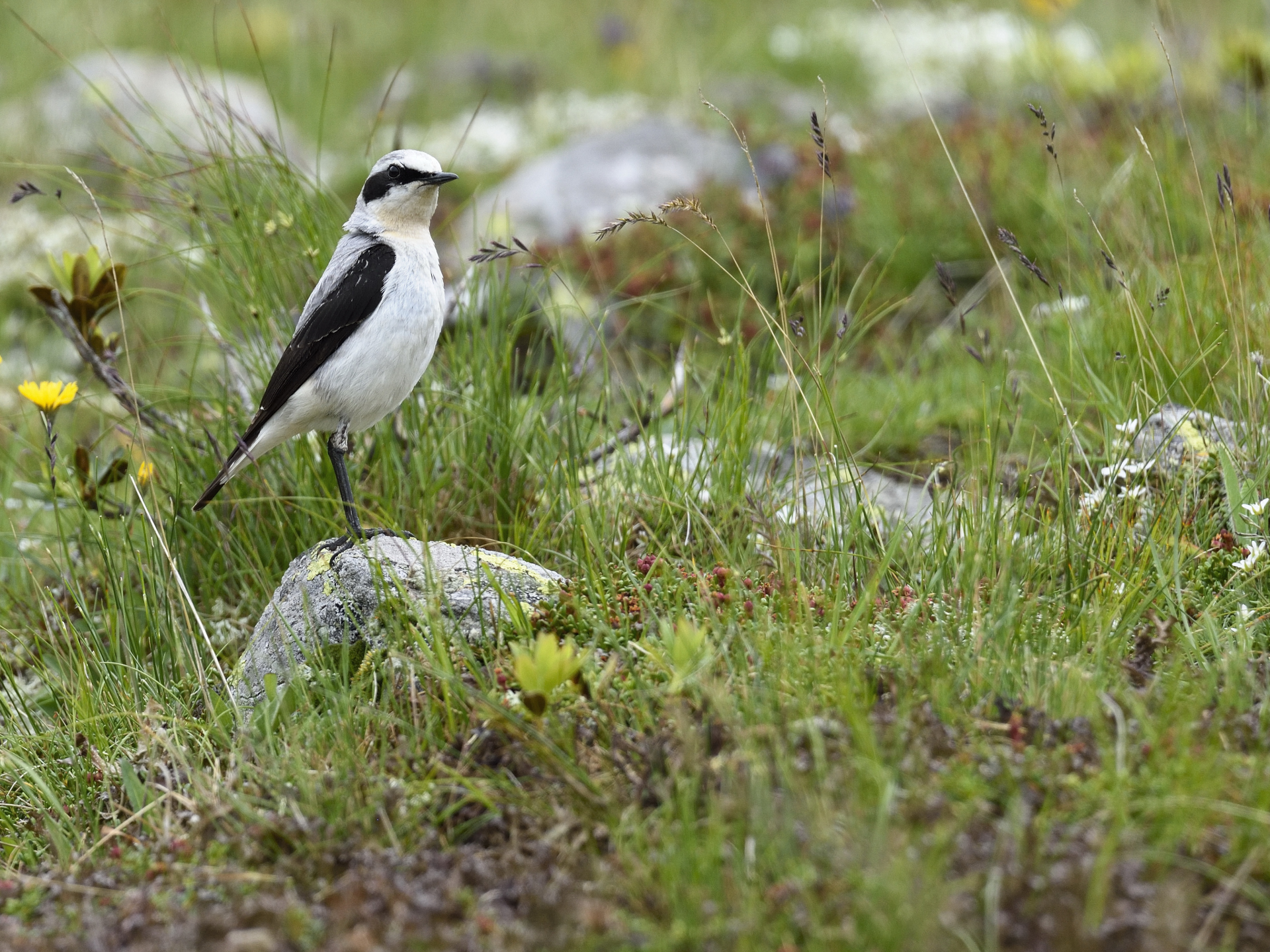 wheatear
