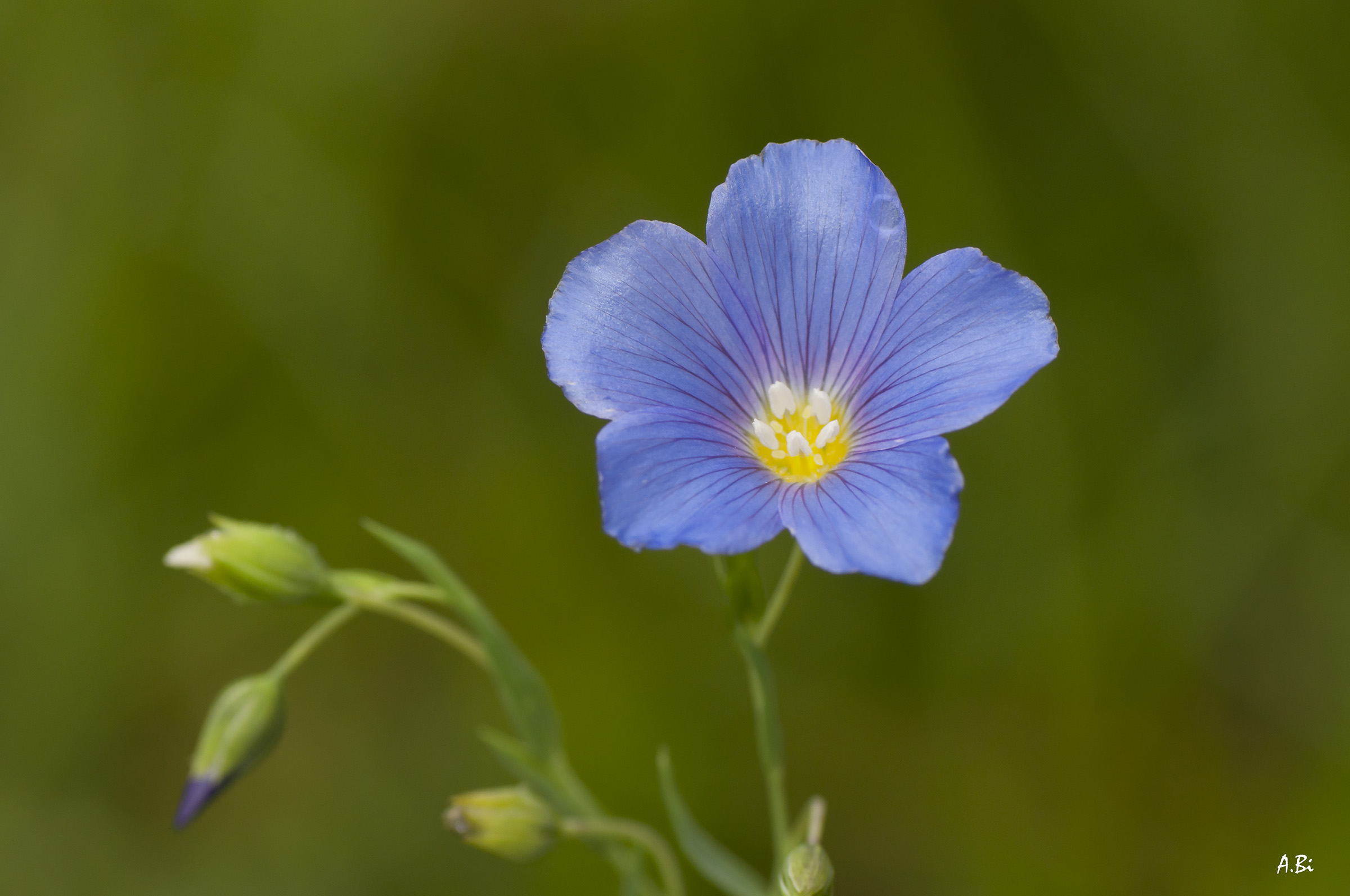 Linum alpinum