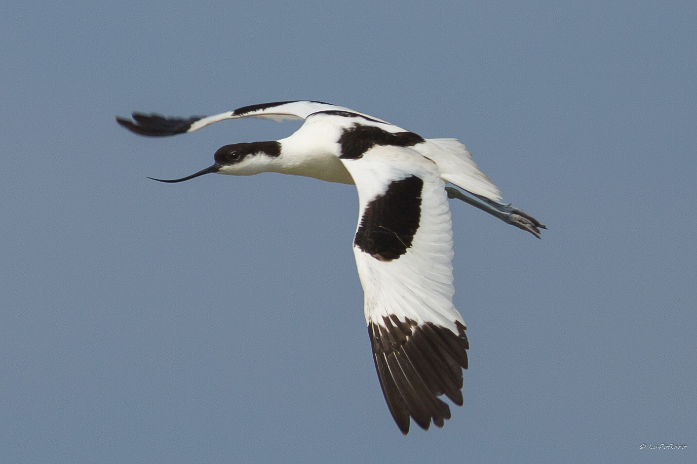 Avocetta