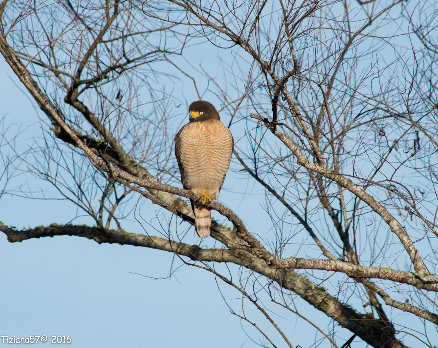 roadside hawk